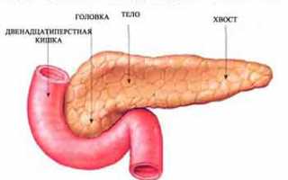 Поджелудочная железа: Гистология, роль в организме